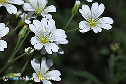 Aufrechtes Acker-Hornkraut (Cerastium arvense ssp. strictum) (19.06.2025, F299263)