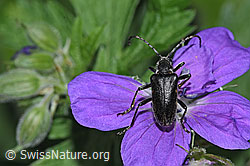 Schwarzhörniger Fleckenbock (Brachyta interrogationis) auf Wald-Storchschnabel (Geranium sylvaticum) (F299269)