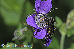 Schwarzhörniger Fleckenbock (Brachyta interrogationis) auf Wald-Storchschnabel (Geranium sylvaticum) (F299287)