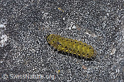 Thymian-Widderchen Raupe (Zygaena purpuralis) (F299492)