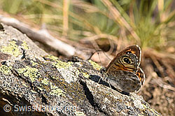 Foto: Braunauge (Lasiommata maera)