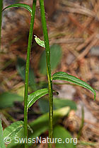 Betonienblättrige Rapunzel (Phyteuma betonicifolium) (F299735) Betonienblättrige Rapunzel (Phyteuma betonicifolium) (F299735)