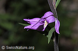 Rotes Waldvögelein (Cephalanthera rubra) (F299819)