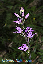 Rotes Waldvögelein (Cephalanthera rubra) (F299821)