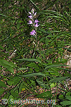 Rotes Waldvögelein (Cephalanthera rubra) (F299823)