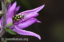 Photo: Grypocoris sexguttatus on Cephalanthera rubra