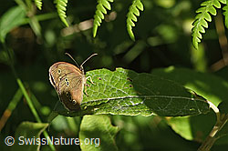 Brauner Waldvogel (Aphantopus hyperantus) (F300798)