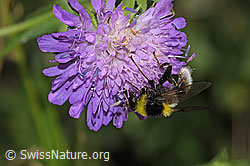Hummel-Gebirgsschwebfliege (Sericomyia bombiformis auf Wald-Witwenblume (Knautia dipsacifolia) (F300805)