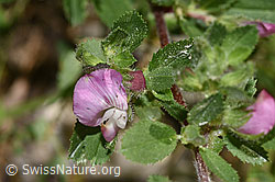 Kriechende Hauhechel (Ononis repens) (F300811)