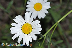 Gewöhnliche Wiesen-Margerite (Leucanthemum vulgare) (F300822)