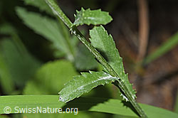 Gewöhnliche Wiesen-Margerite (Leucanthemum vulgare) (F300823)
