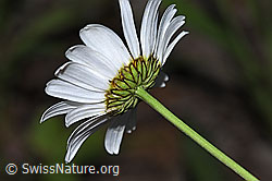 Gewöhnliche Wiesen-Margerite (Leucanthemum vulgare) (F300826)