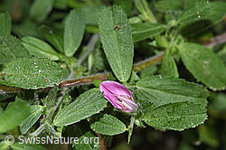 Kriechende Hauhechel (Ononis repens) (F300831)
