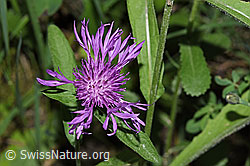 Wiesen-Flockenblume (Centaurea jacea) (F300836) Wiesen-Flockenblume (Centaurea jacea) (F300836)