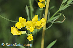 Wiesen-Platterbse (Lathyrus pratensis) (F300843) Wiesen-Platterbse (Lathyrus pratensis) (F300843)