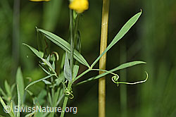 Wiesen-Platterbse (Lathyrus pratensis) (F300844) Wiesen-Platterbse (Lathyrus pratensis) (F300844)