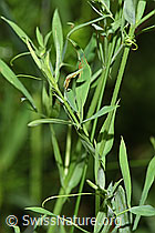 Wiesen-Platterbse (Lathyrus pratensis) (F300845) Wiesen-Platterbse (Lathyrus pratensis) (F300845)
