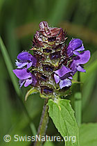 Gemeine Brunelle (Prunella vulgaris) (28.06.2025, F300849)