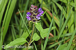 Gemeine Brunelle (Prunella vulgaris) (28.06.2025, F300850)