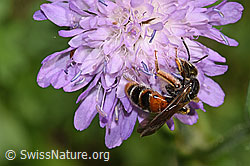 Knautien-Sandbiene (Andrena hattorfiana) auf Wald-Witwenblume (Knautia dipsacifolia) (F300867)