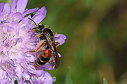 Knautien-Sandbiene (Andrena hattorfiana) auf Wald-Witwenblume (Knautia dipsacifolia) (F300869)