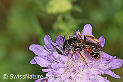 Knautien-Sandbiene (Andrena hattorfiana) auf Wald-Witwenblume (Knautia dipsacifolia) (F300870)
