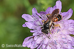 Knautien-Sandbiene (Andrena hattorfiana) auf Wald-Witwenblume (Knautia dipsacifolia) (28.06.2025, F300871)