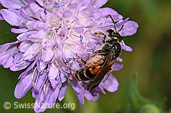Knautien-Sandbiene (Andrena hattorfiana) auf Wald-Witwenblume (Knautia dipsacifolia) (F300873)