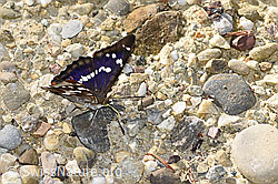 Apatura iris (F300877)