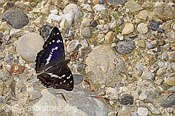 Apatura iris (F300878)