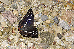 Apatura iris (F300880)