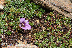 Gegenblättriger Steinbrech (Saxifraga oppositifolia) (F302490) Gegenblättriger Steinbrech (Saxifraga oppositifolia) (F302490)