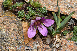 Gegenblättriger Steinbrech (Saxifraga oppositifolia) (F302491) Gegenblättriger Steinbrech (Saxifraga oppositifolia) (F302491)