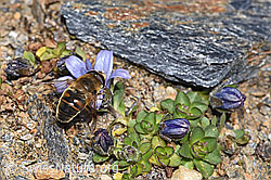 Mistbiene (Eristalis tenax) an Mont Cenis-Glockenblume (Campanula cenisia) (F302506)
