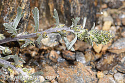 Artemisia genipi (F302510)