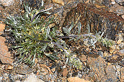 Artemisia genipi (F302513)