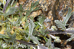 Artemisia genipi (F302516)