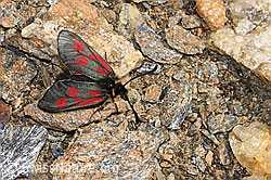 Alpen-Widderchen (Zygaena exulans) (F302520)