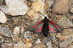 Alpen-Widderchen (Zygaena exulans) (F302523)