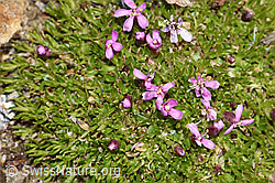 Kalk-Polsternelke (Silene acaulis) (F302544) Kalk-Polsternelke (Silene acaulis) (F302544)