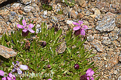 Kalk-Polsternelke (Silene acaulis) (F302545) Kalk-Polsternelke (Silene acaulis) (F302545)