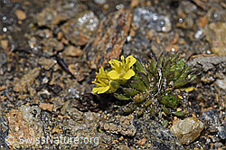 Hoppes Felsenblümchen (Draba hoppeana) (F302555)