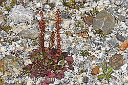 Säuerling (Oxyria digyna) (F304735)