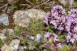 Thymus praecox ssp. polytrichus (F304740)