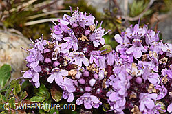 Thymus praecox ssp. polytrichus (F304742)