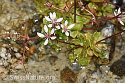 Sternblütiger Steinbrech (Saxifraga stellaris) (F304748)