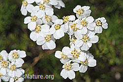 Moschus-Schafgarbe (Achillea erba-rotta ssp. moschata) (F304756)