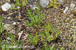 Moschus-Schafgarbe (Achillea erba-rotta ssp. moschata) (F304760)