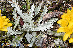 Graues Greiskraut (Senecio incanus) (F304769)