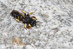 Crabro peltatus (Grabwespe) (F304775)